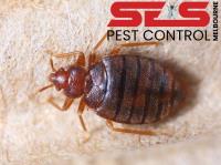 SES Bed Bug Control Melbourne image 1